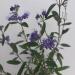 Sadnice - žbunaste vrste: Kariopteris - Caryopteris - zelenolisni, slika2